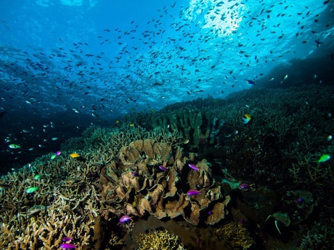 Indonesia đang sở hữu hơn 3.000 loài cá và 300 loại san hô khác nhau tạo nên hệ sinh vật biển phong phú.