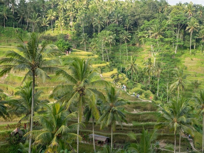 Ngôi làng Tegallalang Rice Terraces ở Ubud, Bali nổi tiếng với những thửa ruộng bậc thang xanh mướt.