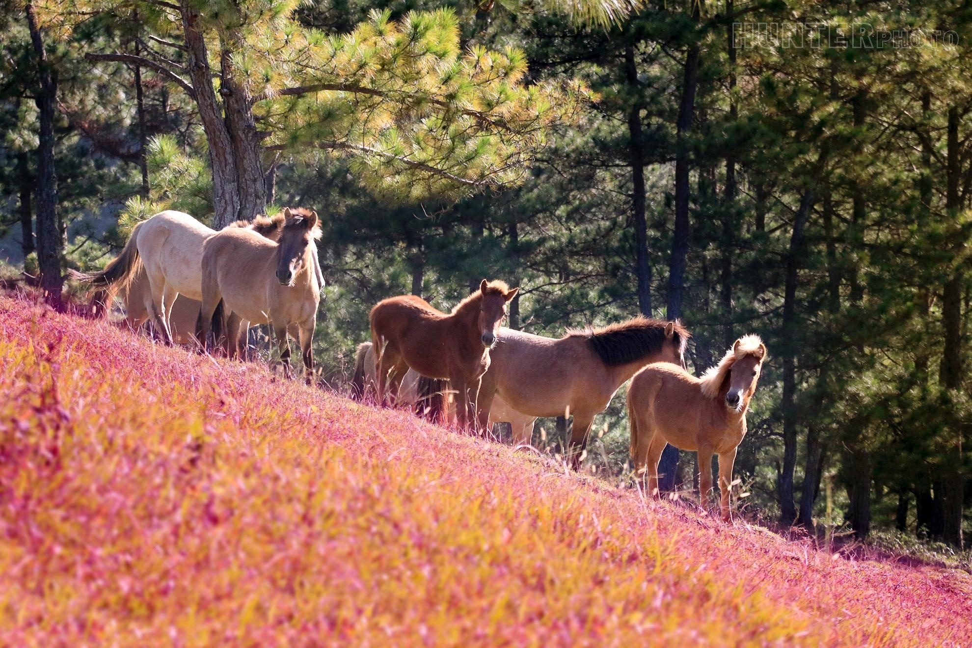 Doi co hong lang man o Da Lat hinh anh