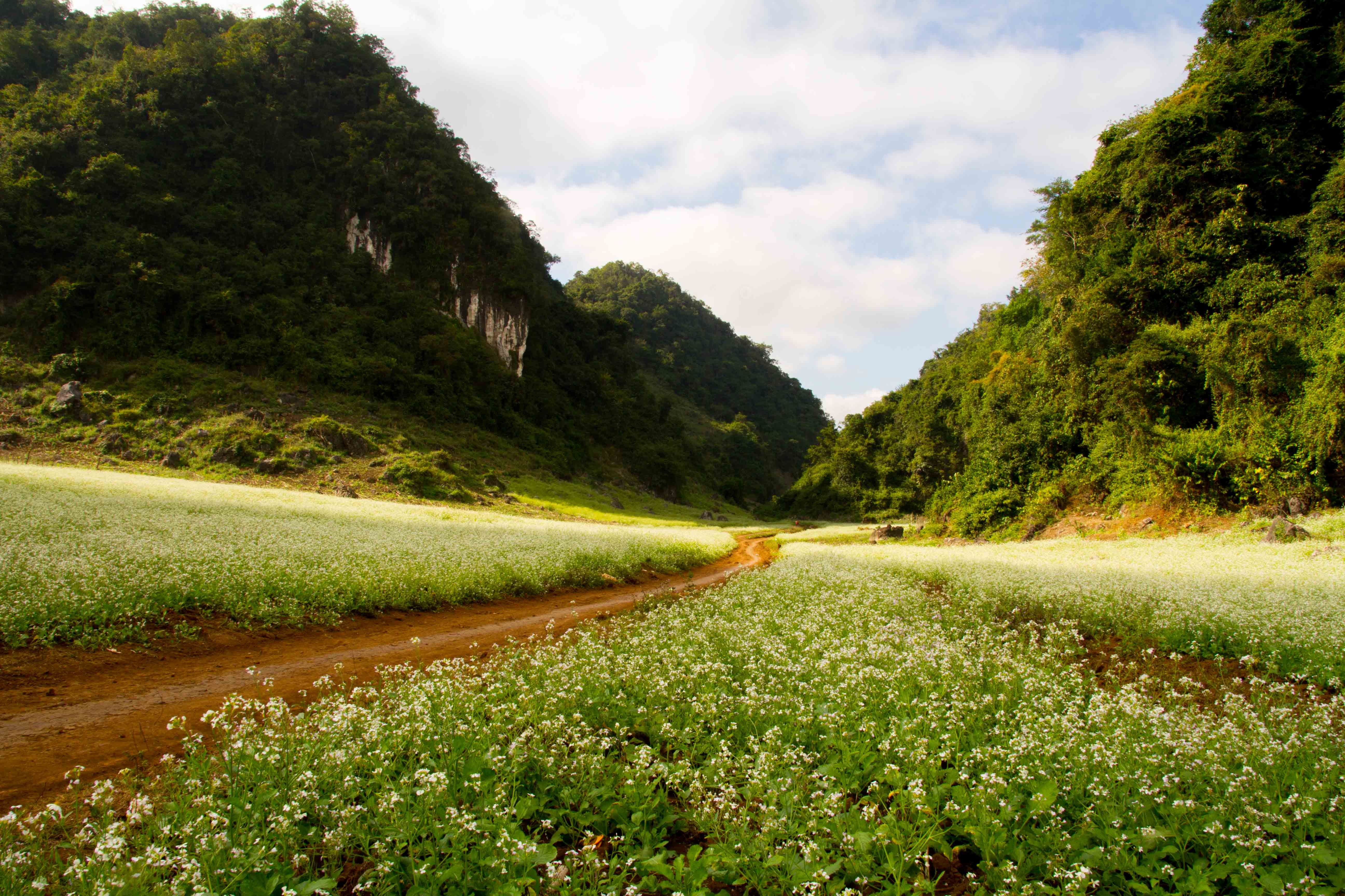 Hoa cai no trang nui doi Moc Chau hinh anh