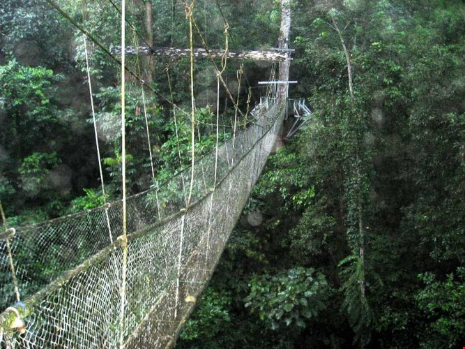 Vườn quốc gia Gunung Mulu không chỉ nổi bật với những kỳ tích dưới lòng đất, mà còn mang vẻ đẹp miên man của núi rừng nhiệt đới nguyên sơ với hệ động thực vật rất phong phú và đa dạng. Ảnh: Thebaldgourmet.