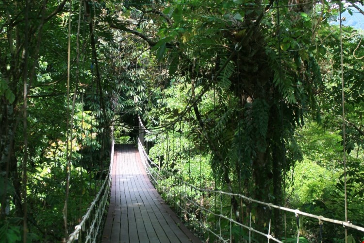 Vườn quốc gia Gunung Mulu là nơi sinh trưởng của hơn 4.000 loài nấm, 1.700 loài rêu, 3.500 loại cây. Ảnh: Fatgirldoestheworld.