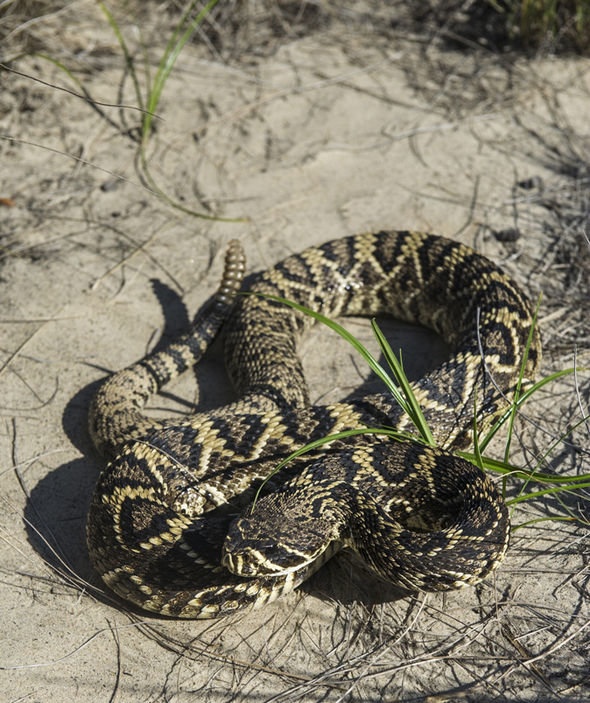 3. Đảo rắn. Đảo rắn là một hòn đảo nhỏ cách không xa đất liền Brazil nhưng có đến 4.000 con rắn độc nhất trên thế giới sinh sống. Chúng độc đến nỗi có thể làm da thịt con người phải chảy ra. Chính vì vậy, chính quyền Brazil đã cấm du khách tới đây.