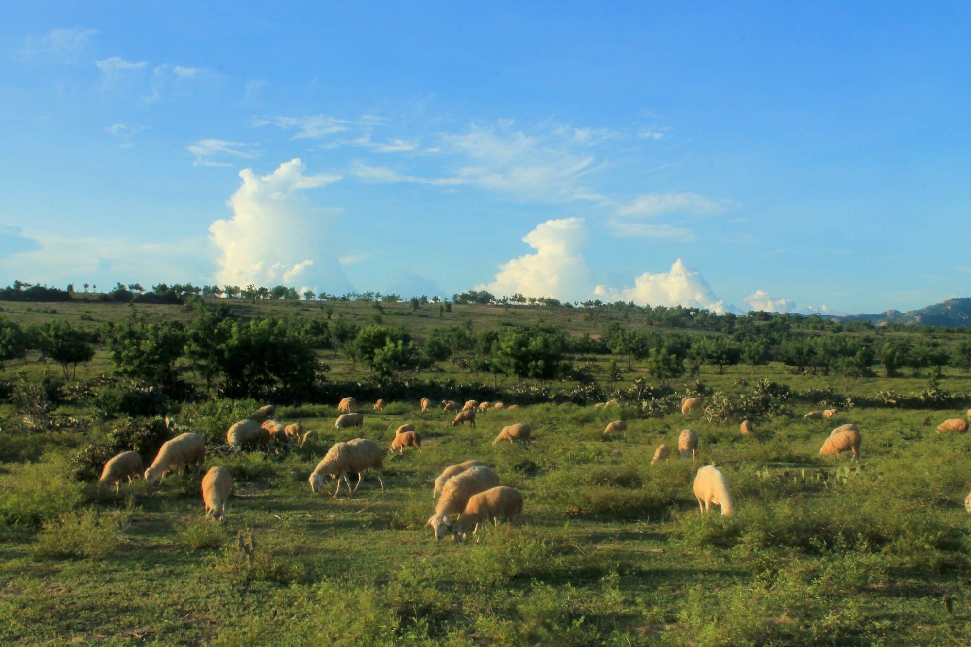 Đồng cừu Sơn Hải – một trong những bối cảnh chính của phim Dấu Chân Du Mục sẽ khiến tâm trí bạn như đang lạc vào một thảo nguyên Mông Cổ nào đấy.