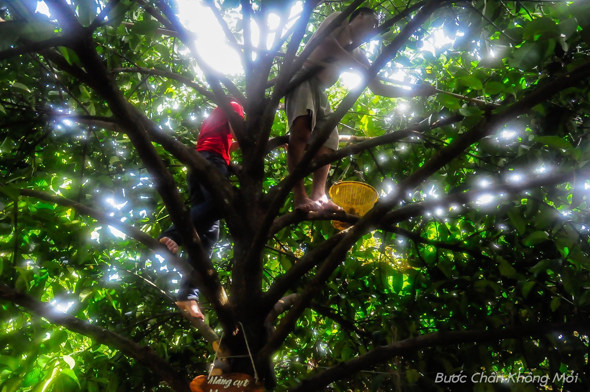 Du lịch Tây Nam Bộ, du khách không thể bỏ lỡ các miệt vườn rộng bạt ngàn với đầy đủ các loại trái cây. Được tự tay hái và thưởng thức những quả Măng cụt ngọt mát, những quả chôm chôm chín mọng,…sẽ là một trải nghiệm thú vị khó quên đối với mọi người.