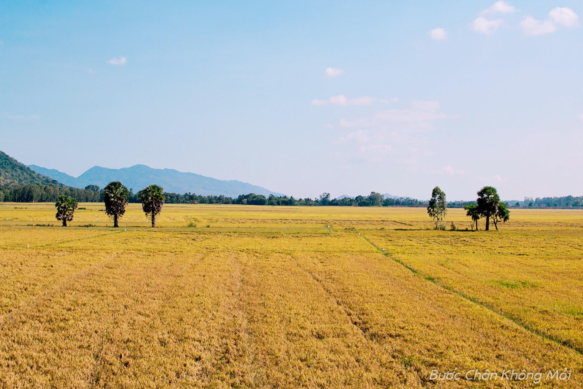Chiêm ngưỡng những hàng cây thốt nốt chạy dài trên cánh đồng lúa chín vàng rộng mênh mông, bát ngát thẳng cánh cò bay. Thưởng thức những quả thốt nốt mọng nước mát lạnh, xua tan đi cái nóng của ngày hè bức bối.