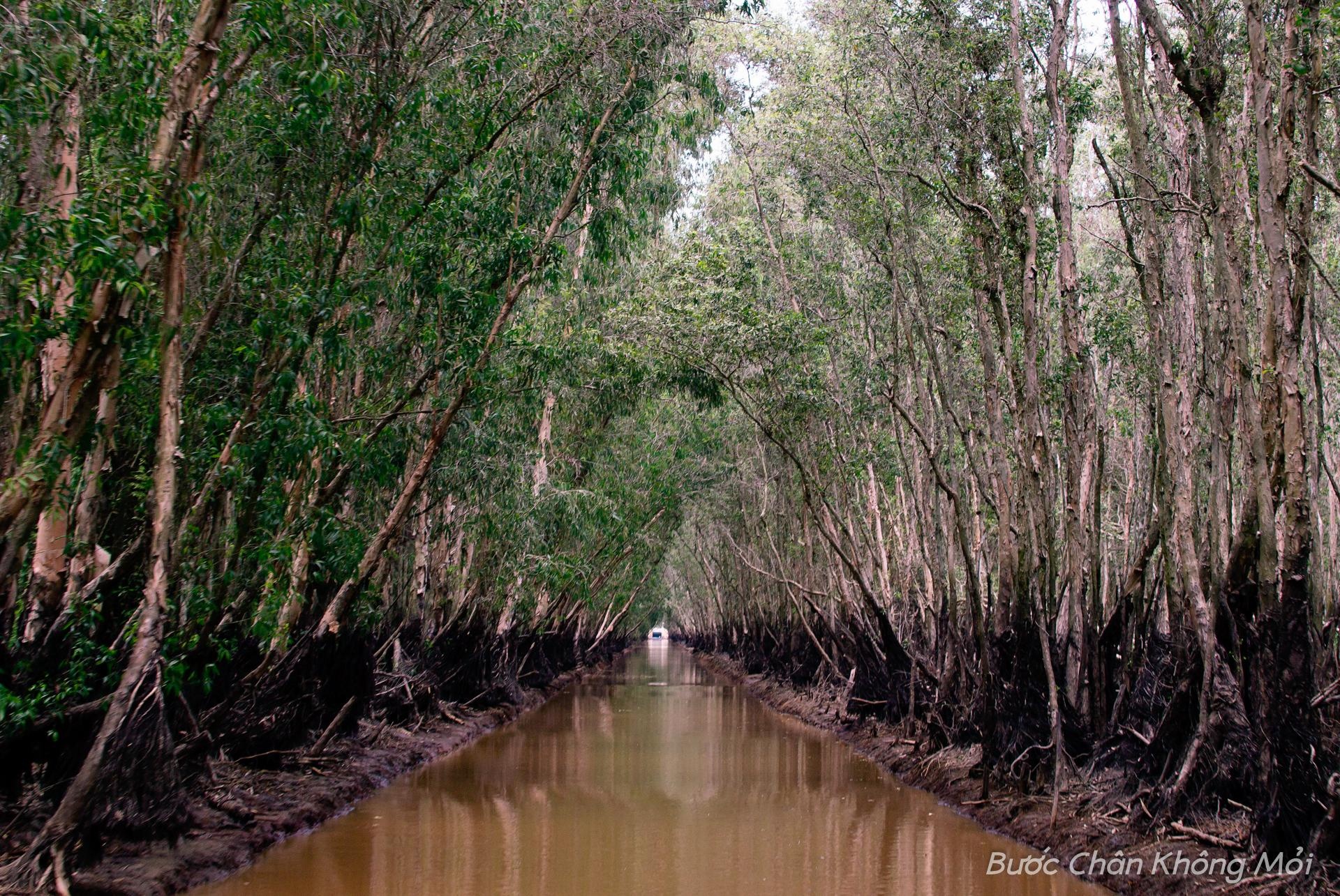 Trải nghiệm du khách không thể bỏ lỡ đó là đi thuyền trên đồng nước mênh mang, chiêm ngưỡng vẻ đẹp mát rượi của rừng tràm Trà Sư, ngắm nhìn từng đàn chim đầy màu sắc và những bông điên điển vàng nghiêng soi bóng.  Rừng tràm đẹp nhất vào mùa nước nối, khi mà bèo cám phủ một tấm thảm màu xanh che kín mặt nước.
