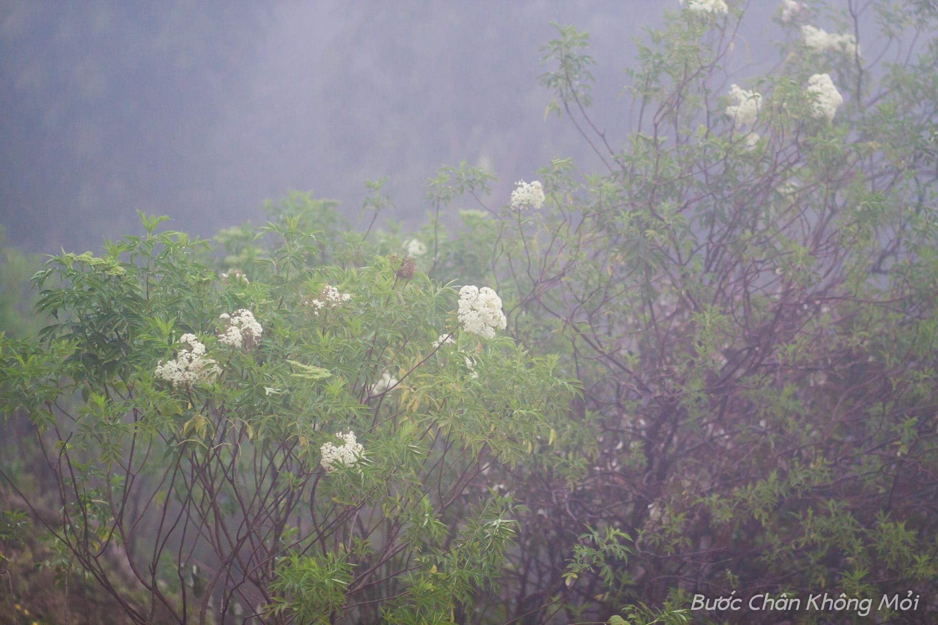 Những loài hoa rừng trở nên đặc sắc hơn trong màn sương sớm mờ ảo.