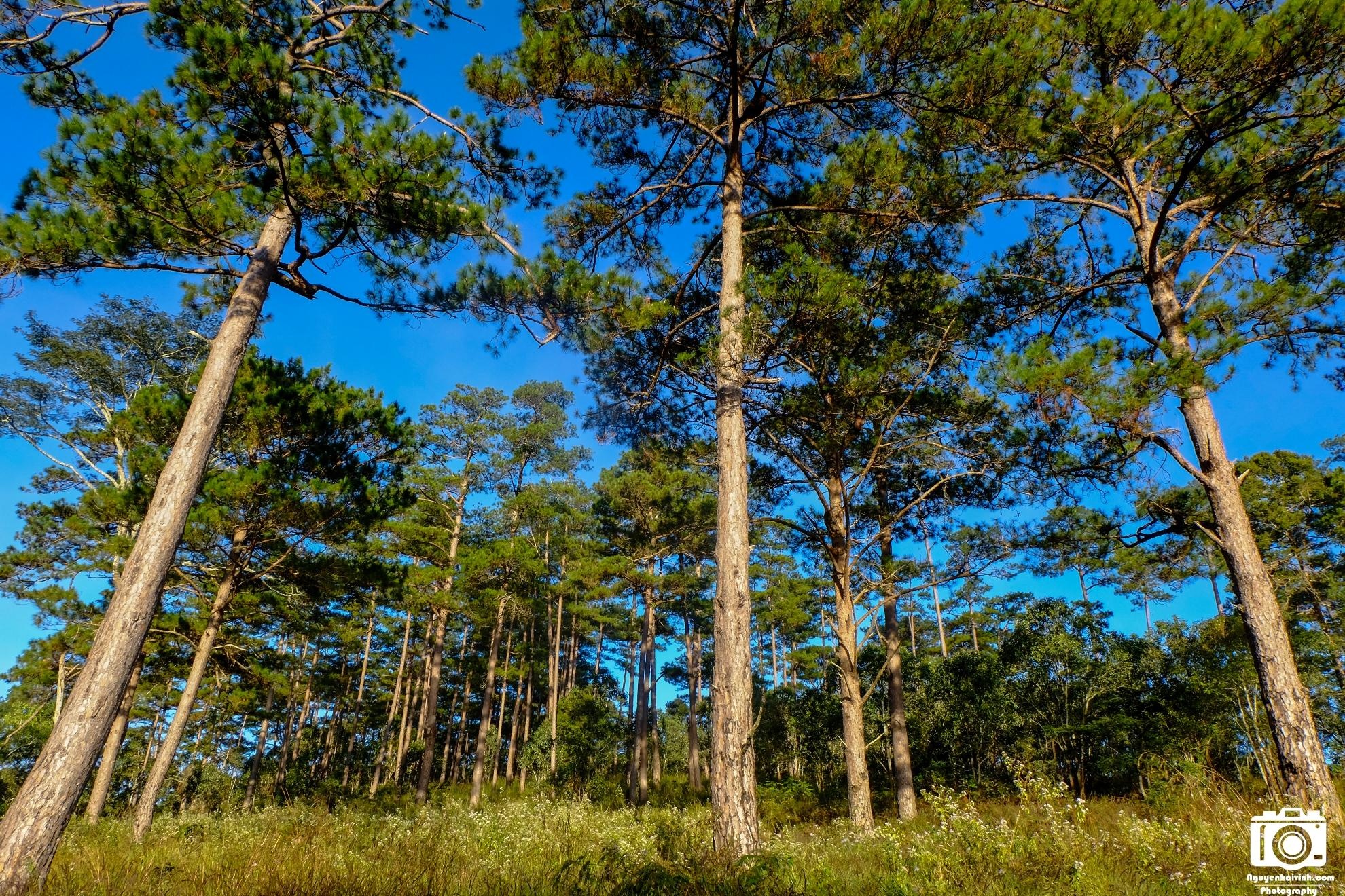 Hai bên bờ của hồ Tuyền Lâm là những cánh rừng thông xanh mướt.