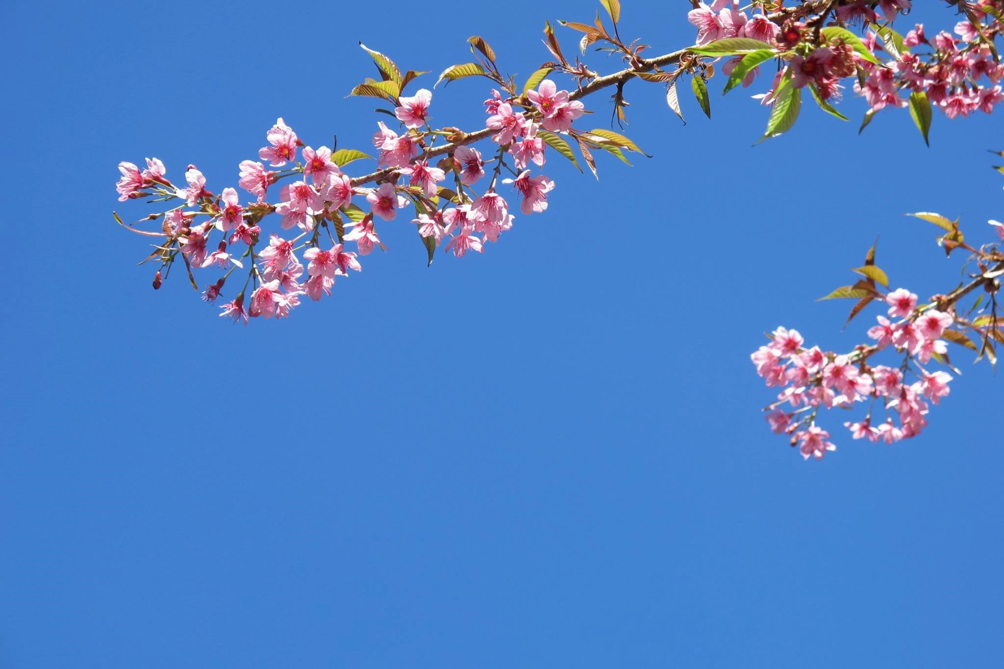 Hoa to day - dac san mua xuan tren vung cao Tay Bac hinh anh