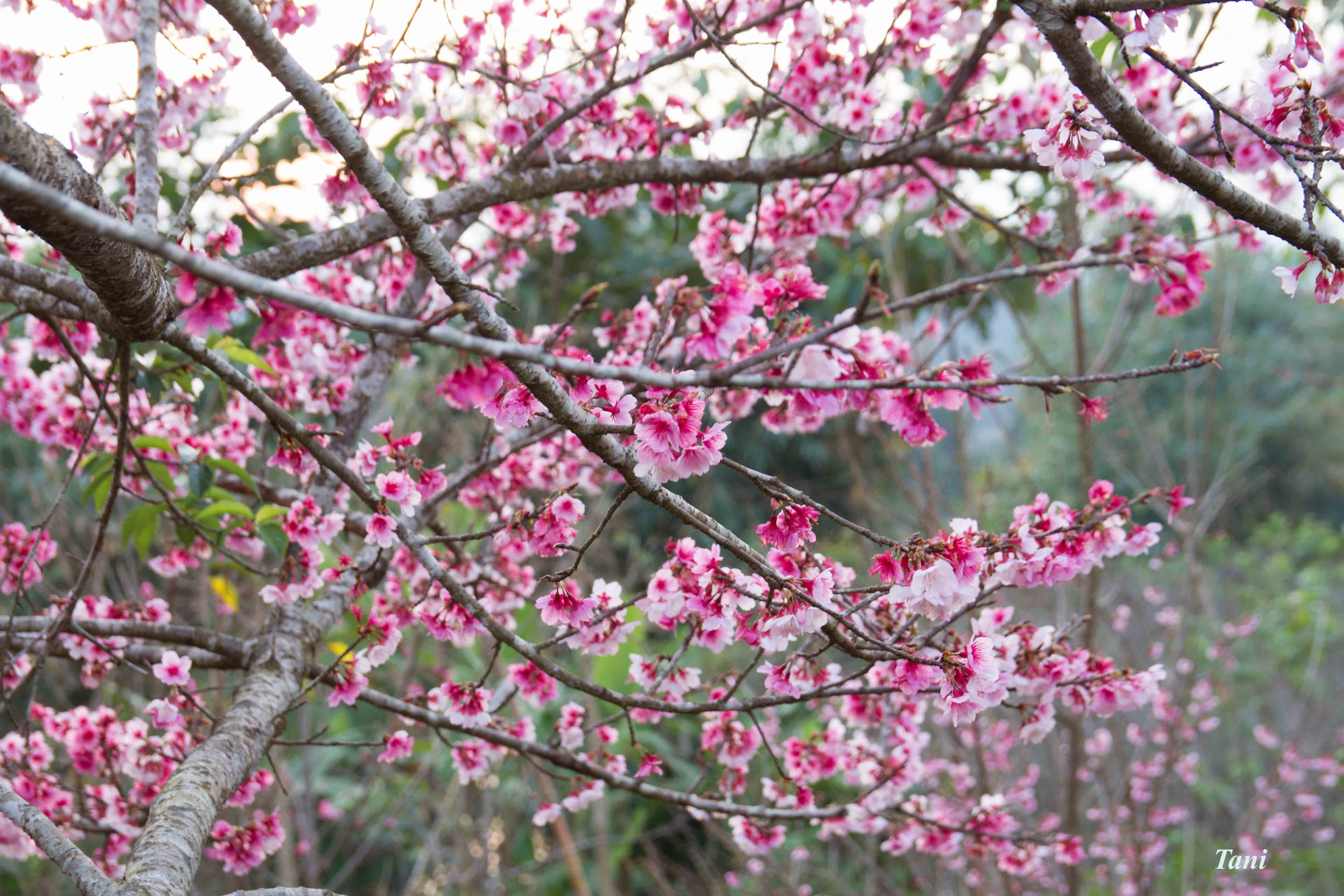 Dao hoa anh dao hang nghin cay o Dien Bien hinh anh