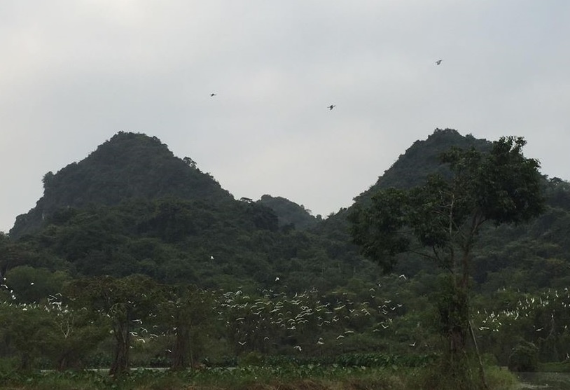 Thung Nham - noi hang nghin canh chim tru ngu hinh anh