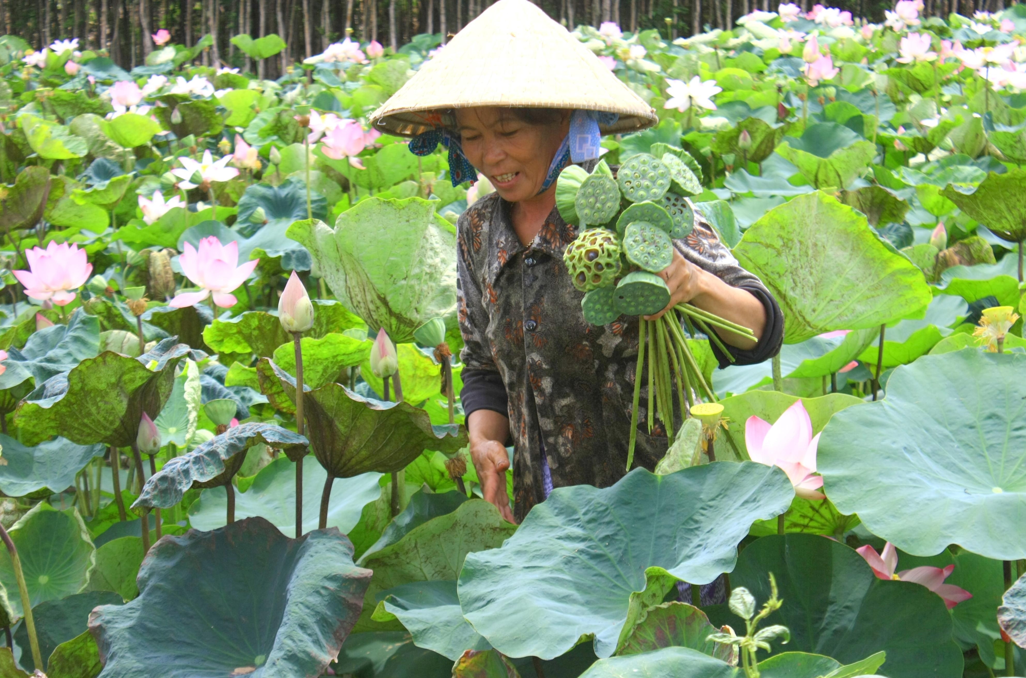 Ve Dong Thap binh di ngay giap Tet hinh anh