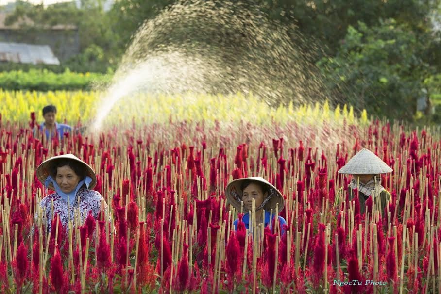 Sac xuan ruc ro o lang hoa Sa Dec hinh anh