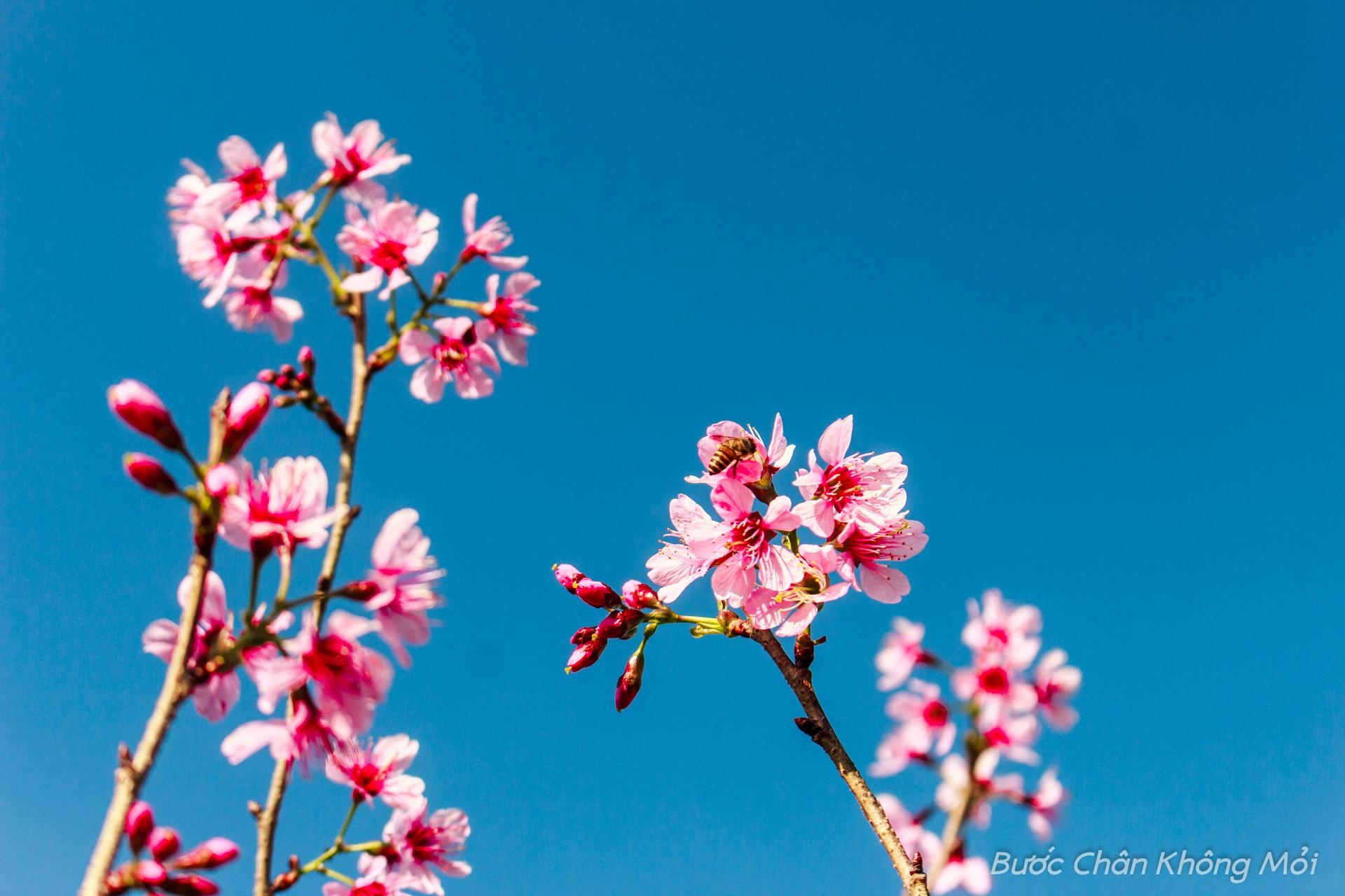 Nhung loai hoa khoe sac don xuan o Da Lat hinh anh