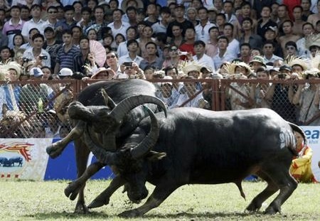 Choi trau dau xuan o Phu Tho hinh anh