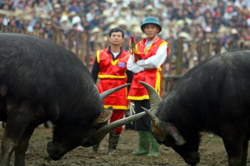 Choi trau Hai Luu mang tinh than thuong vo cua nguoi Viet co hinh anh
