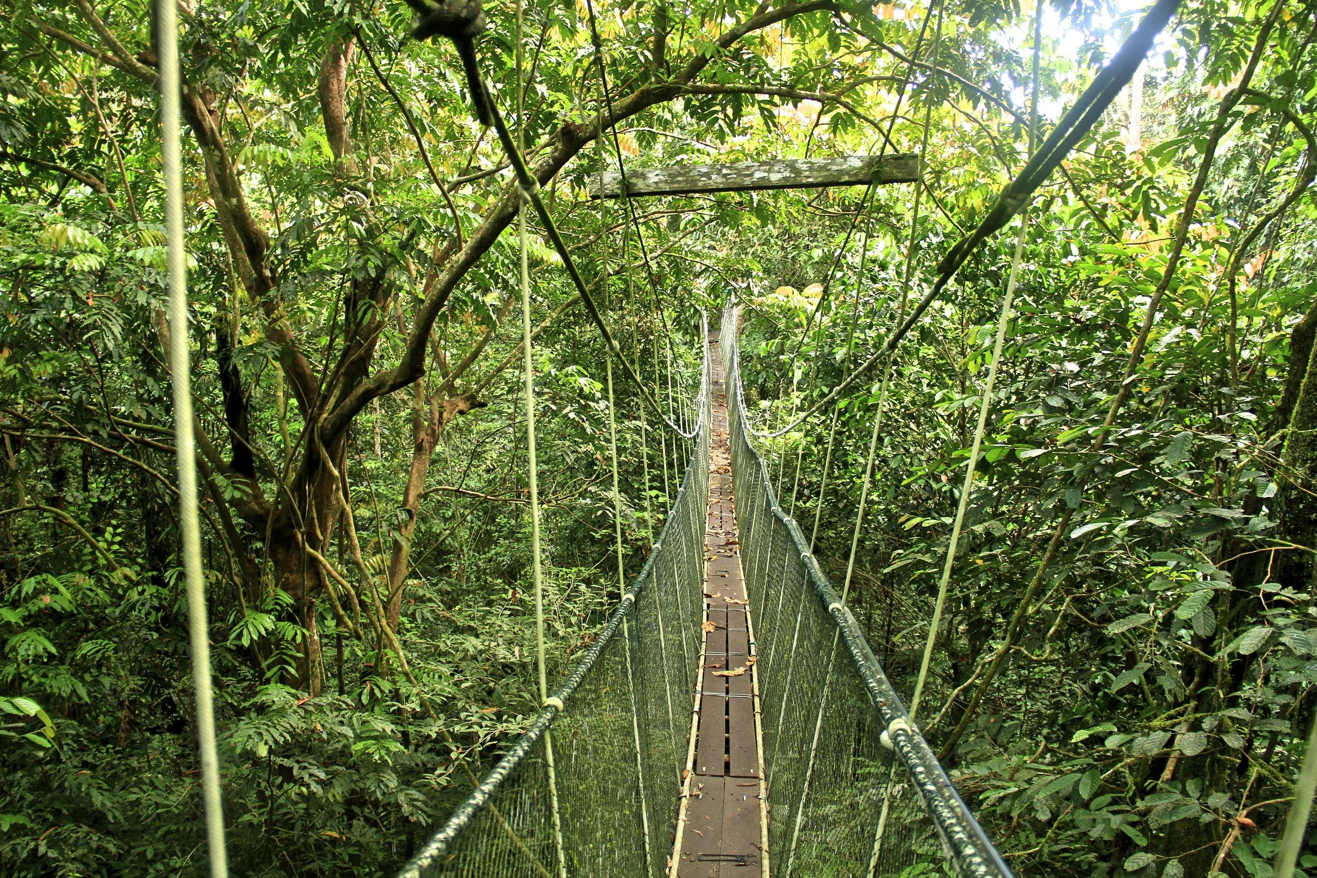 Tham Nguoi Rung trong khu bao ton ben vung o Sepilok hinh anh