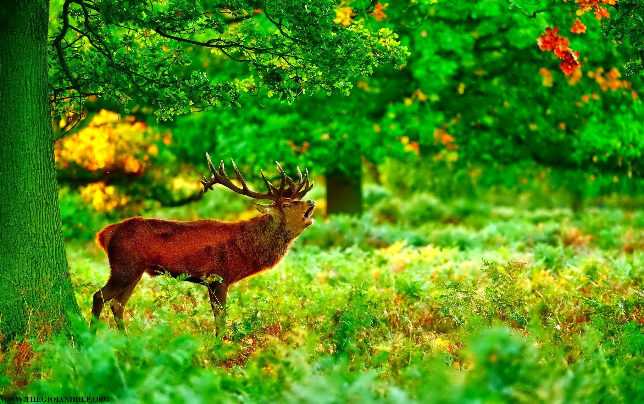 Thu ba cua ban (1/3) hinh anh