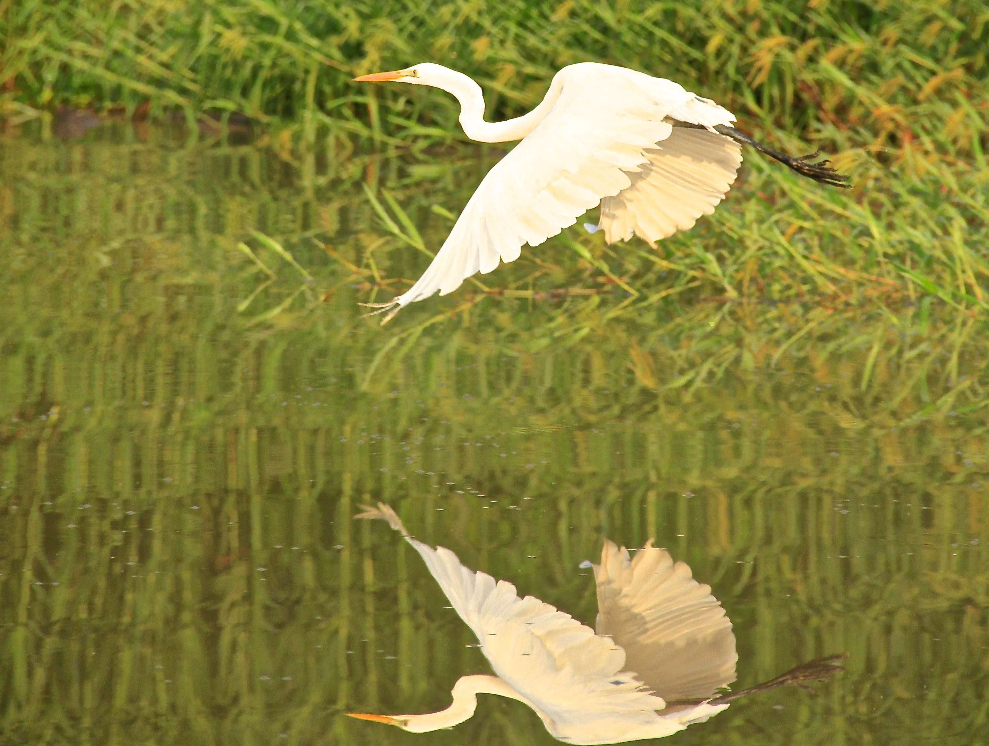 Nhung bau vat tren 'tieu hanh tinh hoang da' Kinabatangan hinh anh