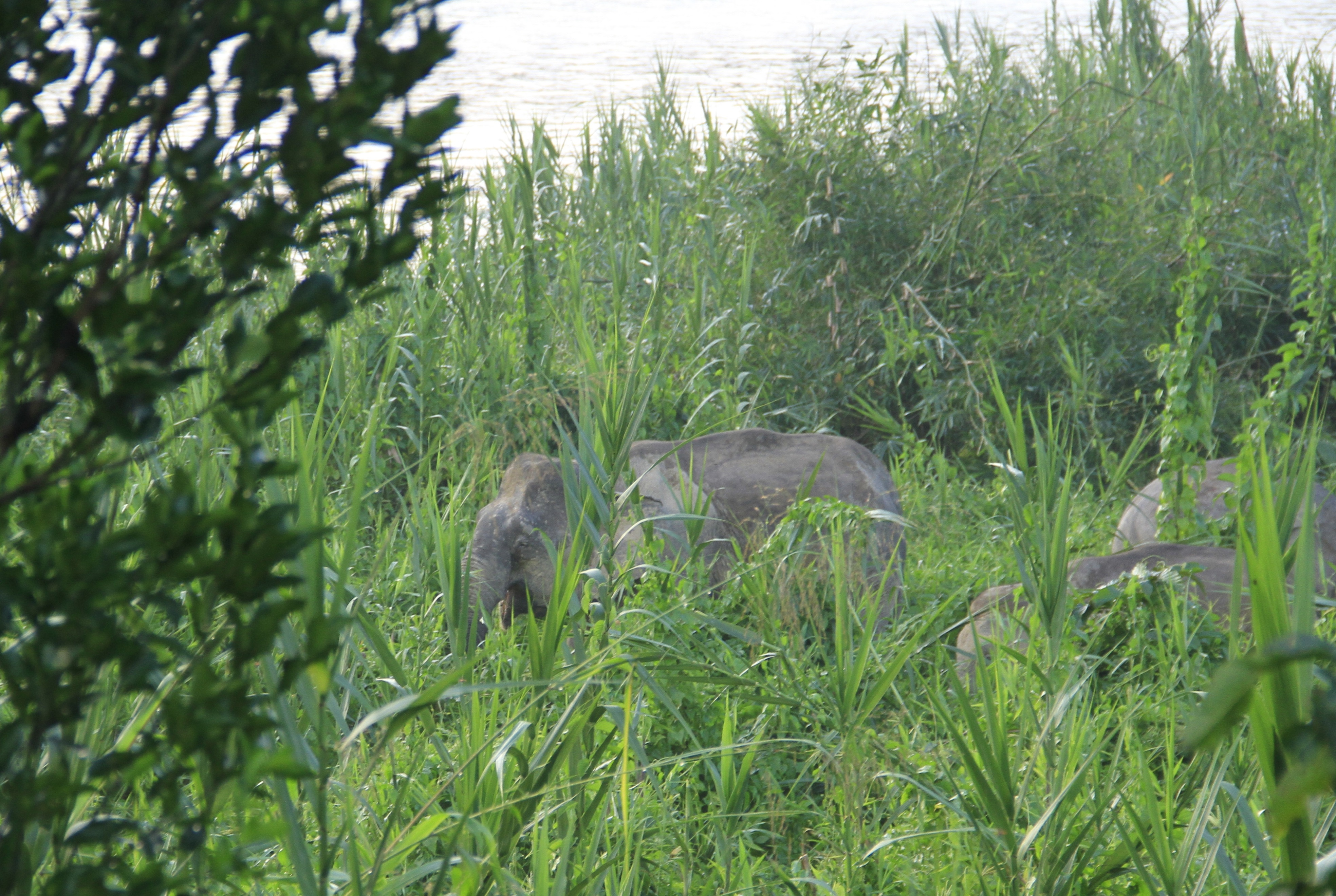 Tham quan Kinabatangan Malaysia ảnh 2 Tham quan Kinabatangan Malaysia anh 2