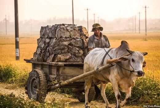 Dong que moc mac va binh di o Phu Yen hinh anh