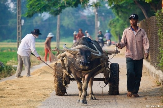 Phu Yen moc mac binh di anh 12