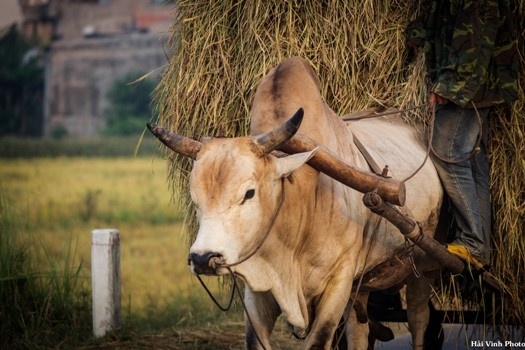 Phu Yen moc mac binh di anh 7