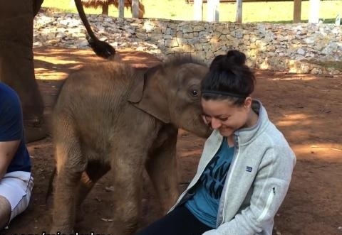 Voi con lam nung du khach hinh anh