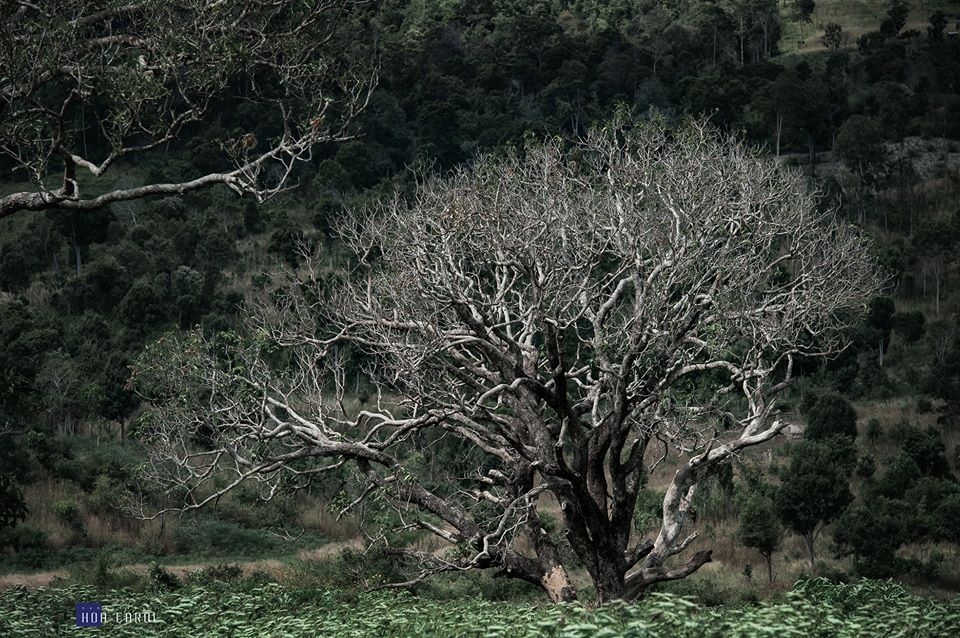 Núi lửa Chư Đăng Ya ảnh 6 Nui lua Chu Dang Ya anh 6