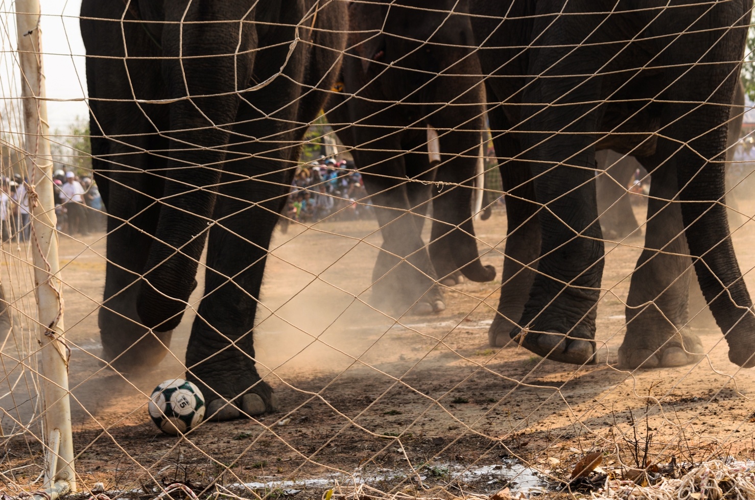 Lễ hội đua voi Buôn Đôn ảnh 2 Le hoi dua voi Buon Don anh 2