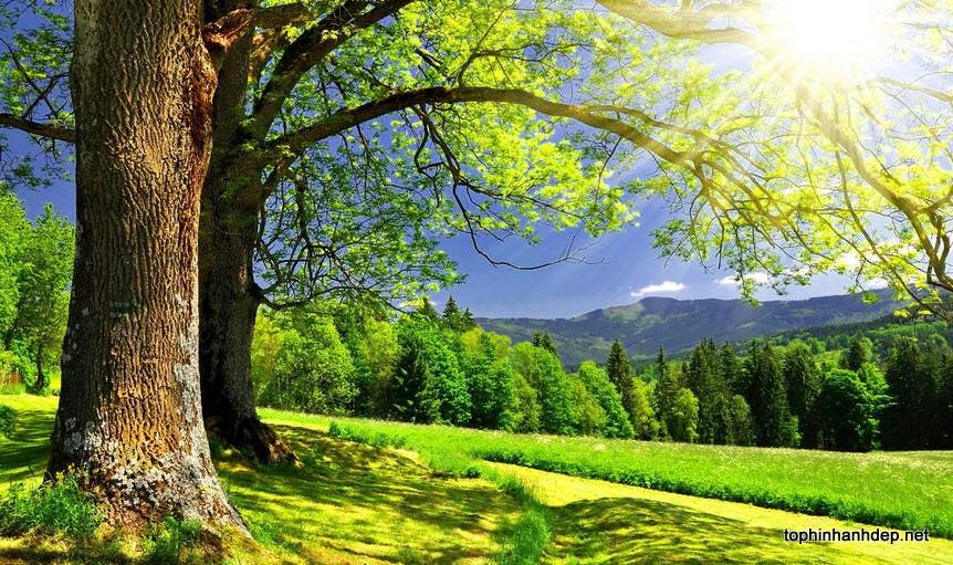 Thu tu cua ban (16/3) hinh anh