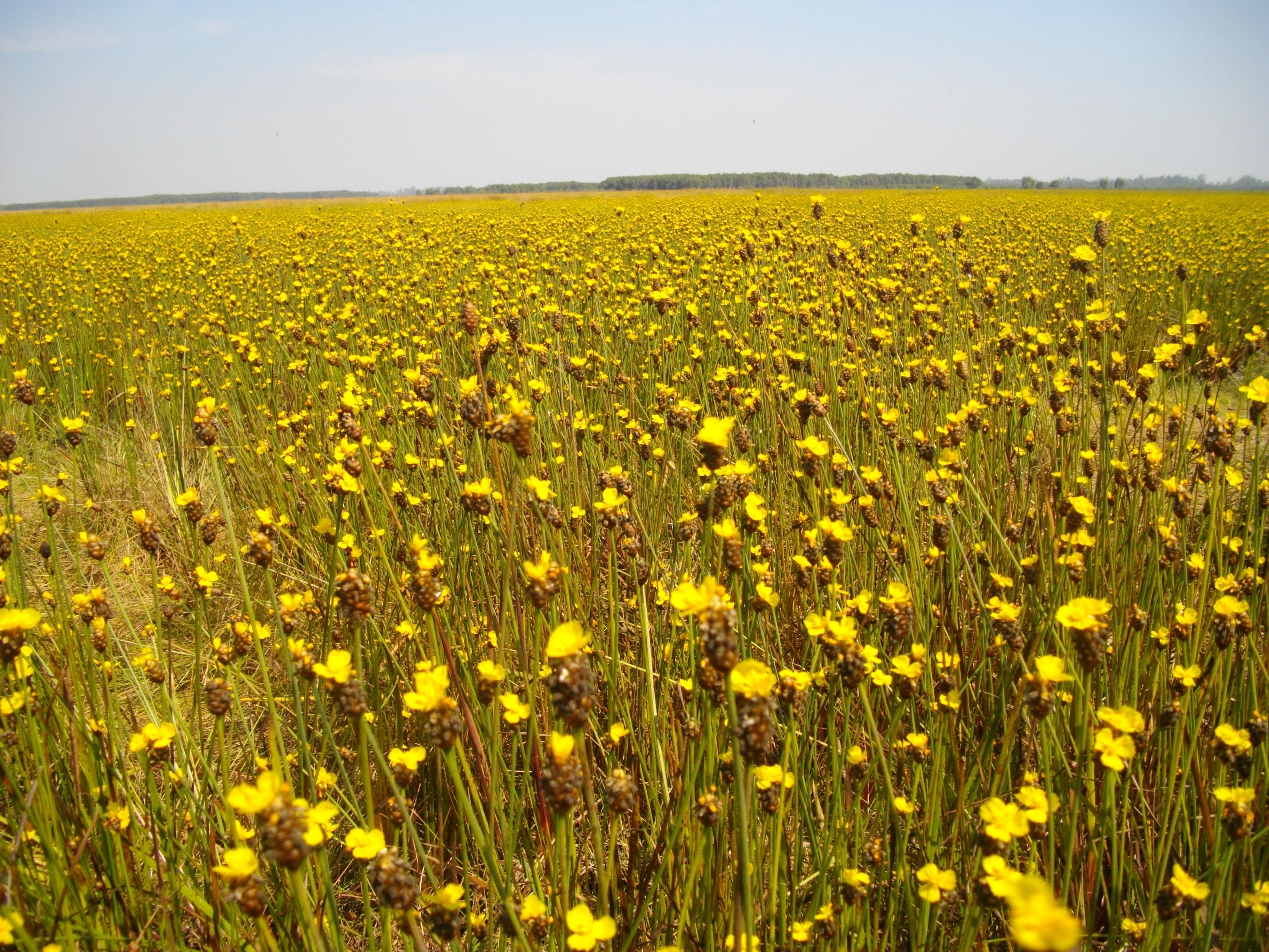 Ve Tram Chim ngam hoa hoang dau an hinh anh