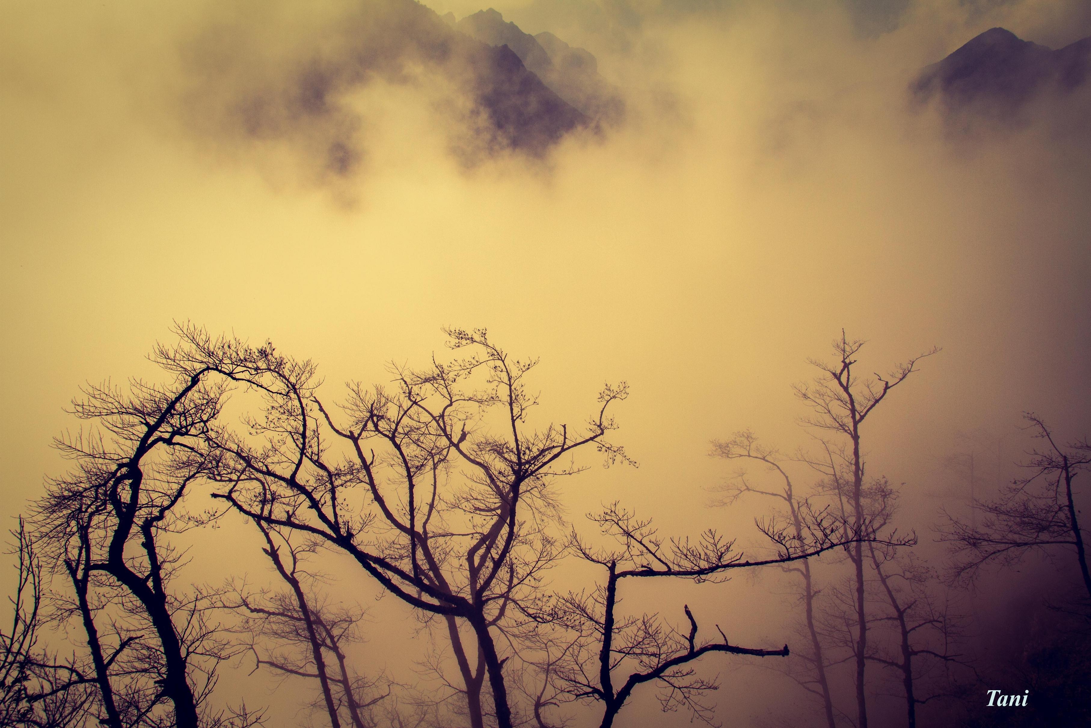 Bạch Mộc Lương Tử ảnh 1 Bach Moc Luong Tu anh 1