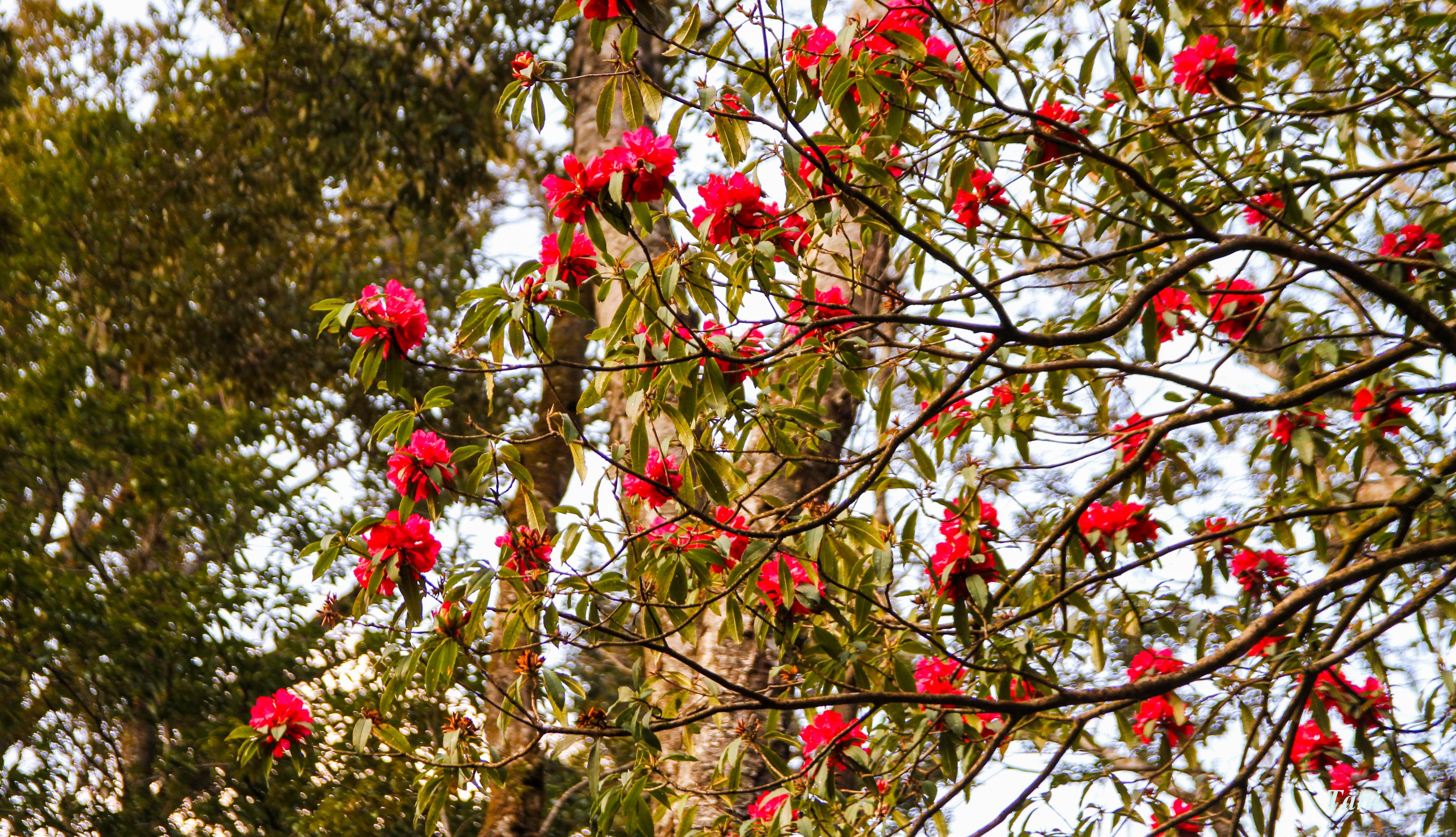 Bạch Mộc Lương Tử ảnh 13 Bach Moc Luong Tu anh 13