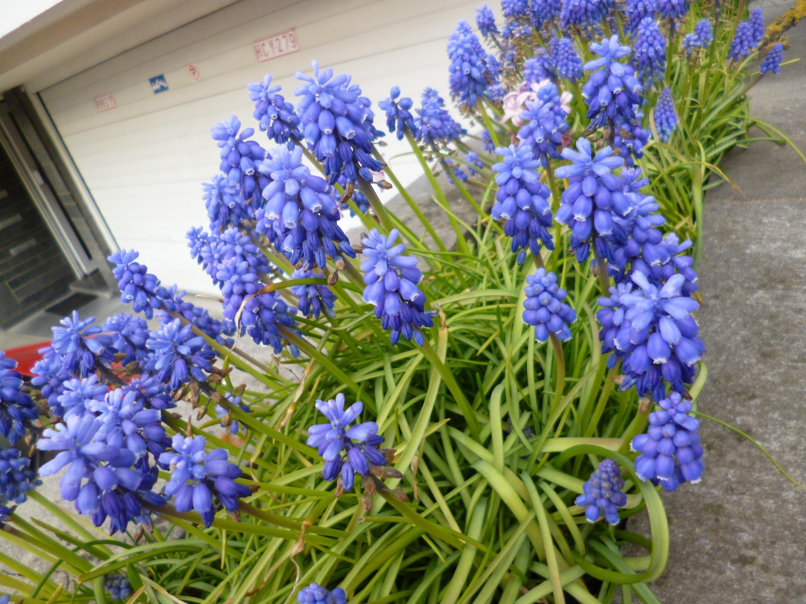 Danh bom o Brussels Bi anh 1