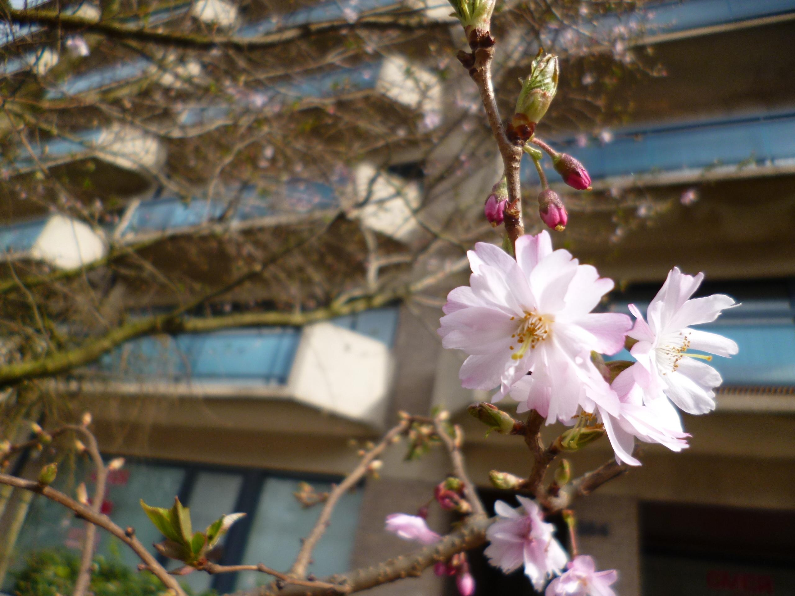 Danh bom o Brussels Bi anh 9