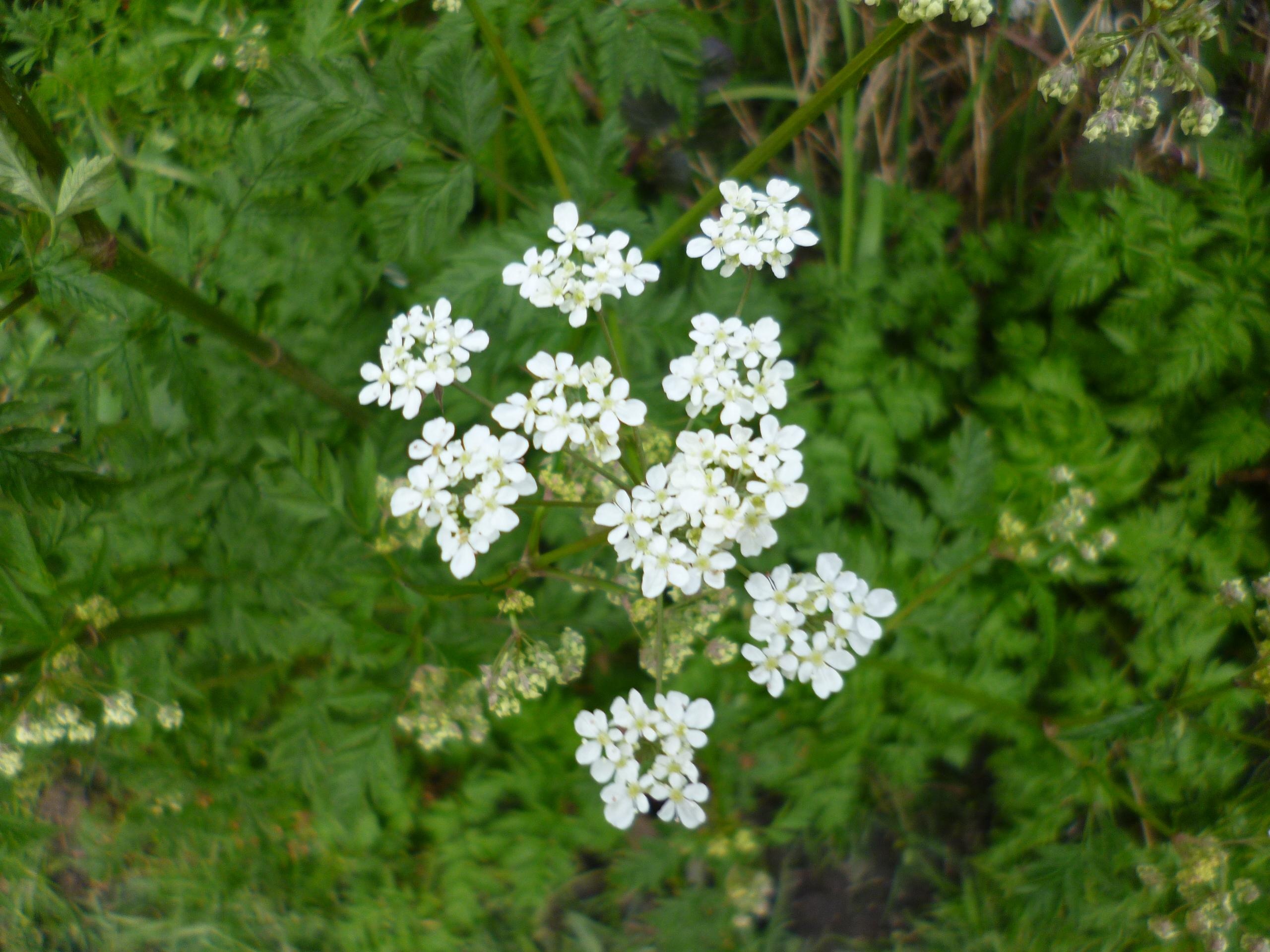Danh bom o Brussels Bi anh 2