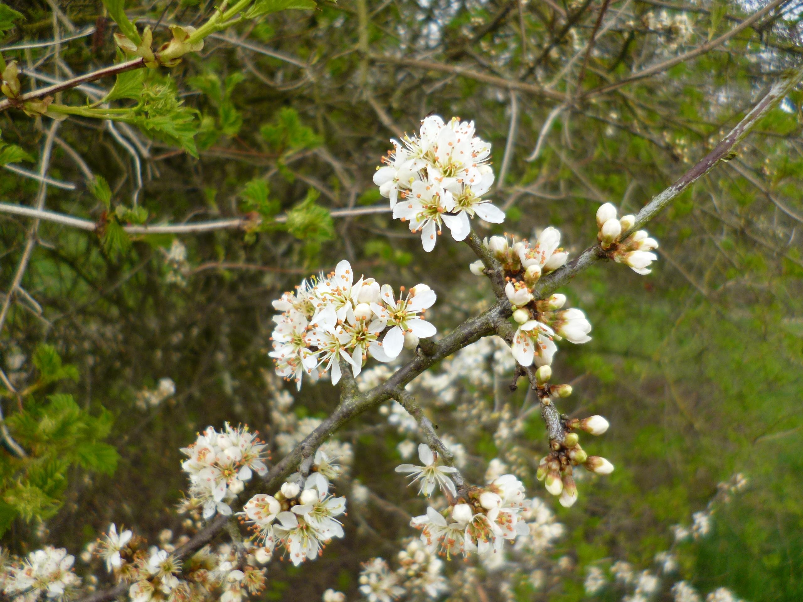 Danh bom o Brussels Bi anh 3