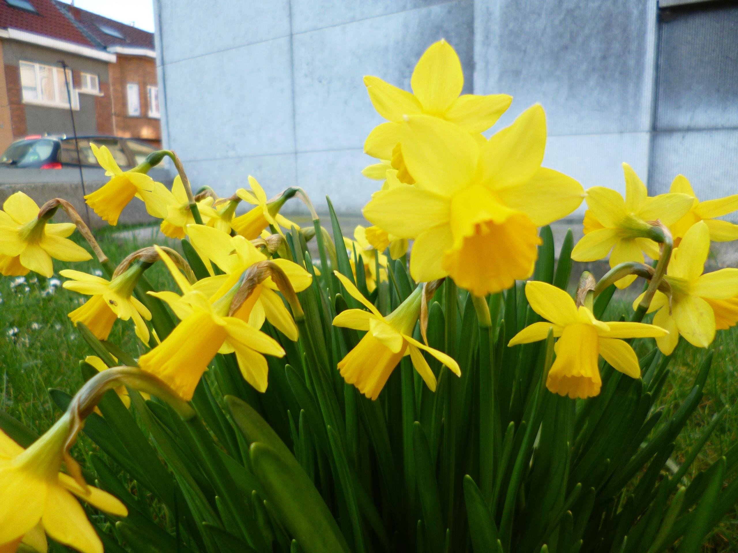 Danh bom o Brussels Bi anh 4