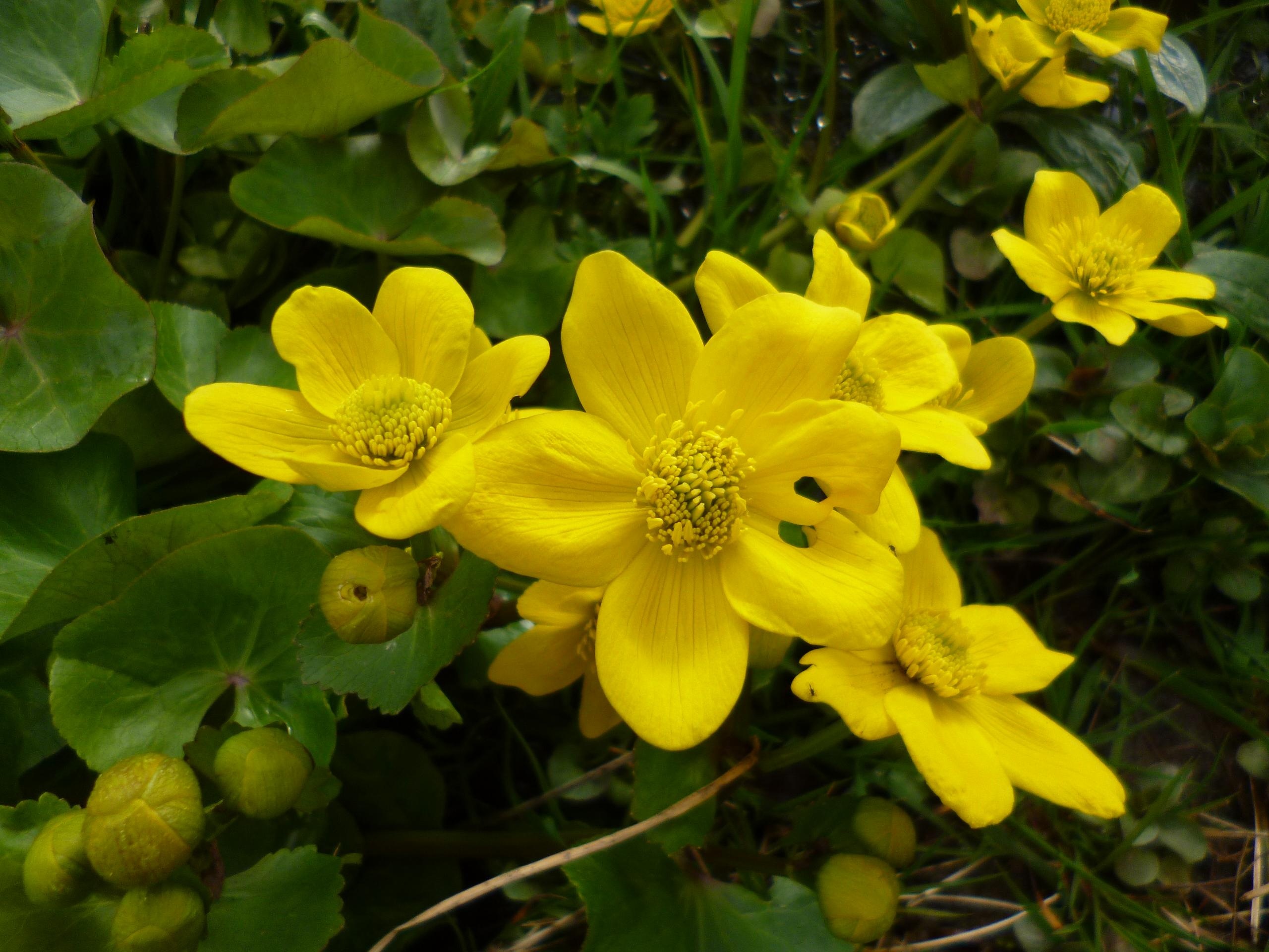 Danh bom o Brussels Bi anh 5