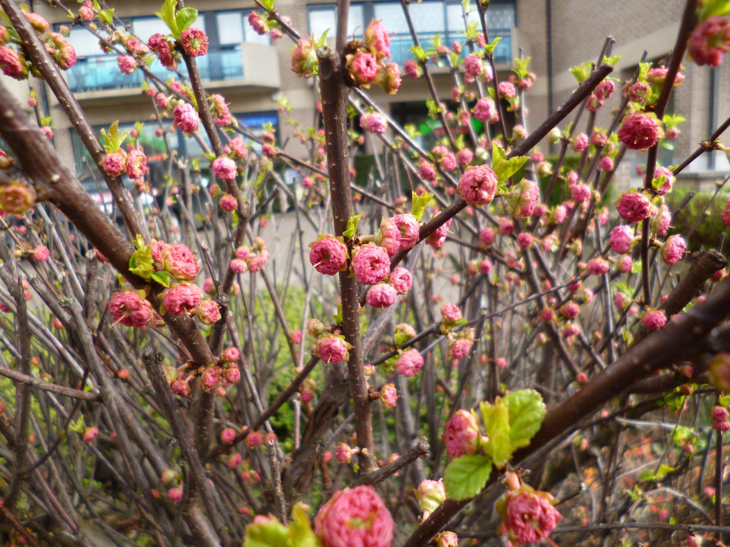 Danh bom o Brussels Bi anh 6