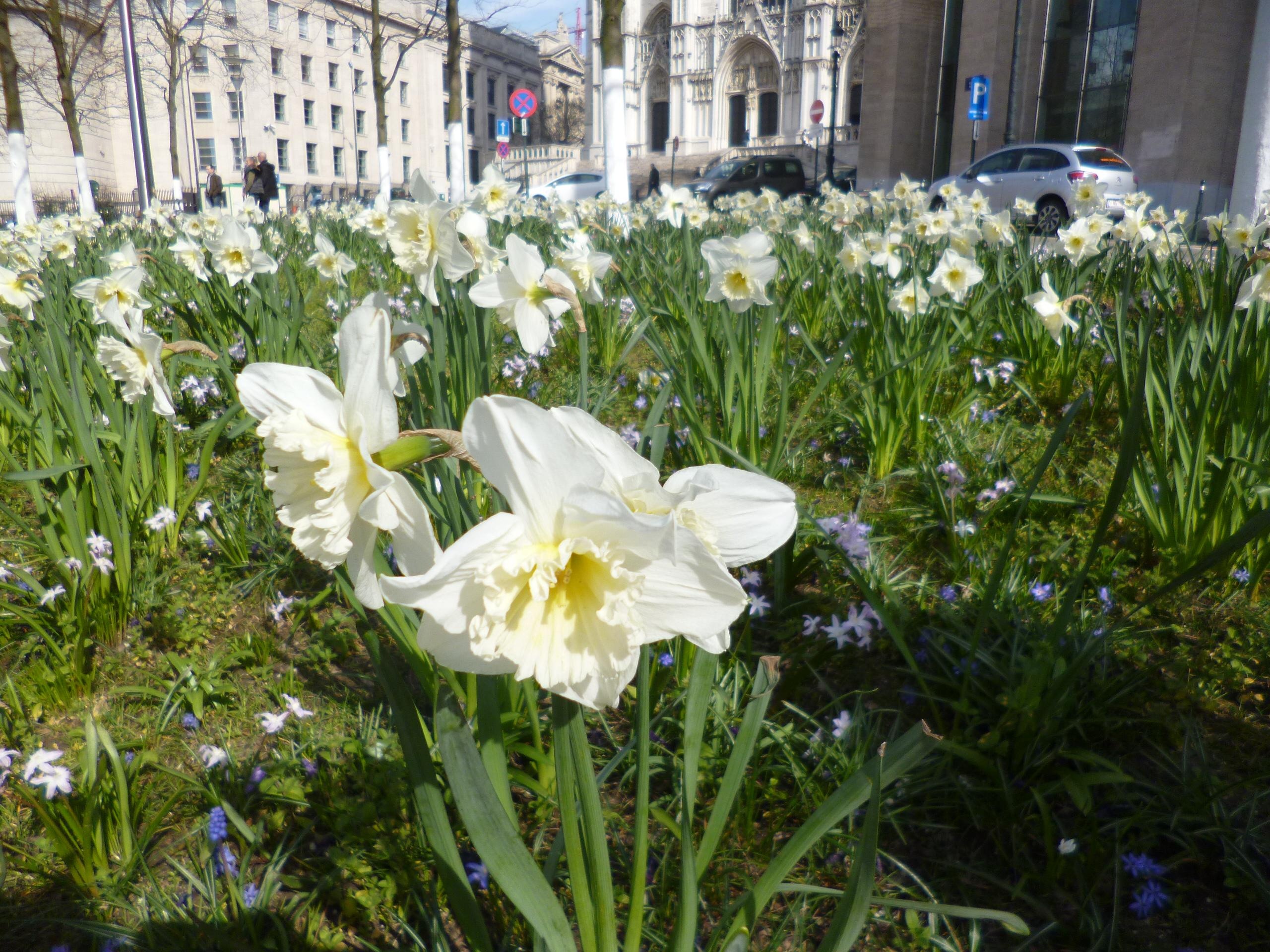 Danh bom o Brussels Bi anh 7