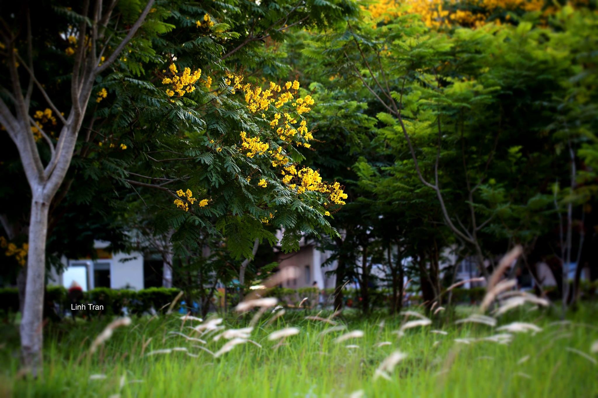 Hoa diep vang Sai Gon anh 7