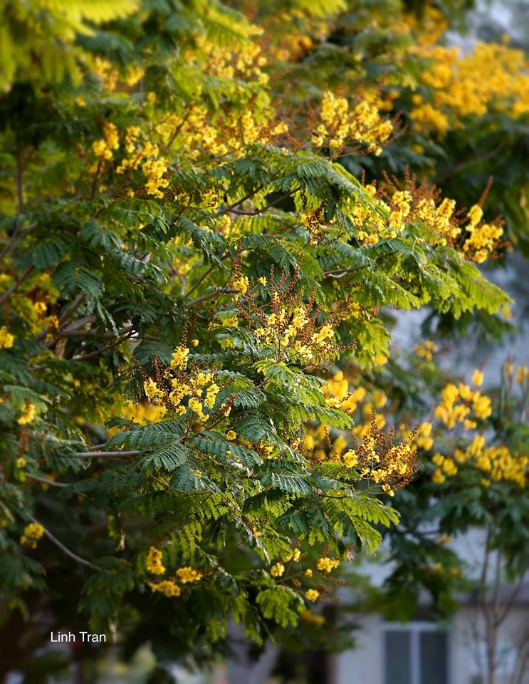 Hoa diep vang Sai Gon anh 8