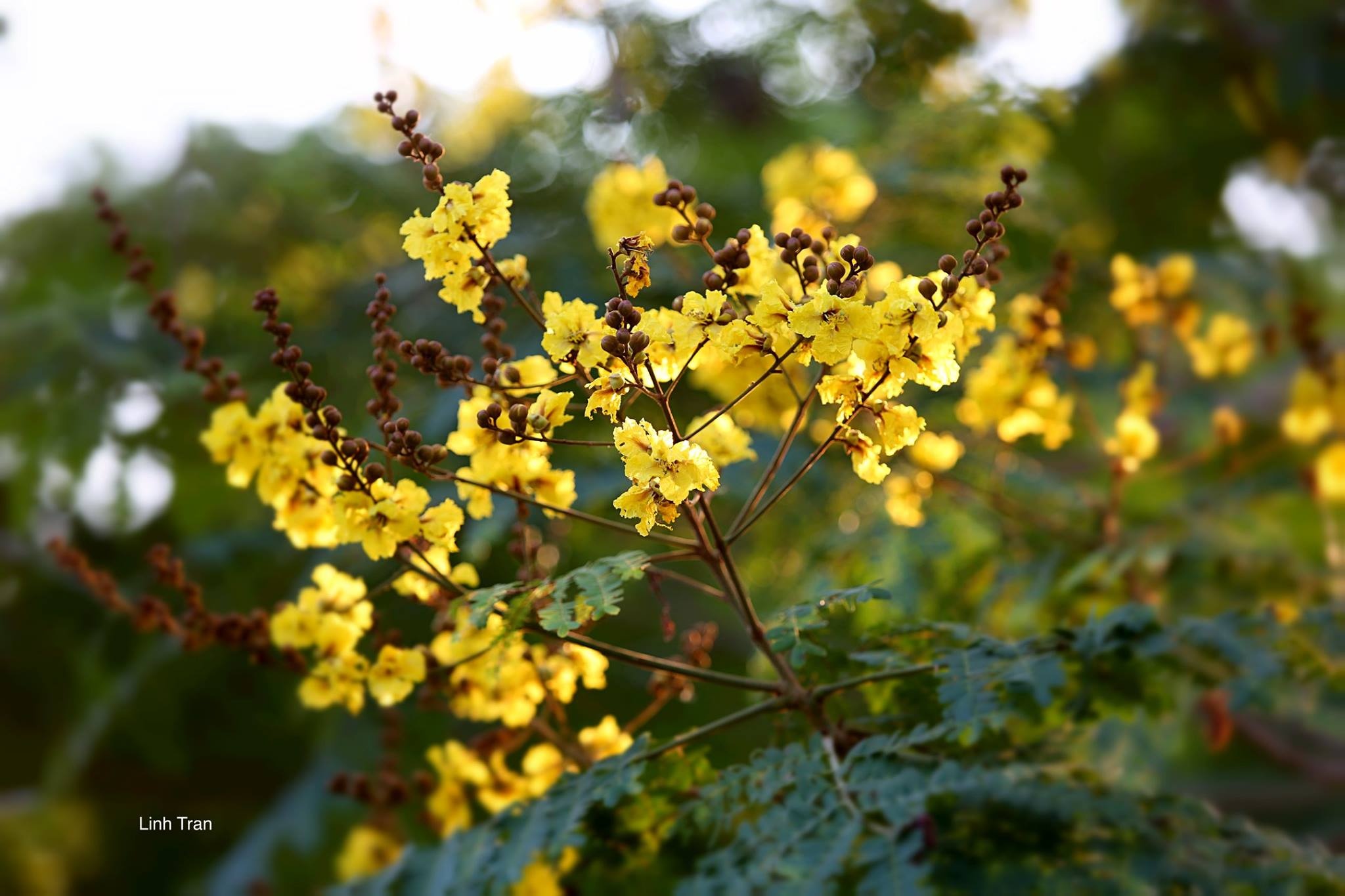 Hoa diep vang Sai Gon anh 9