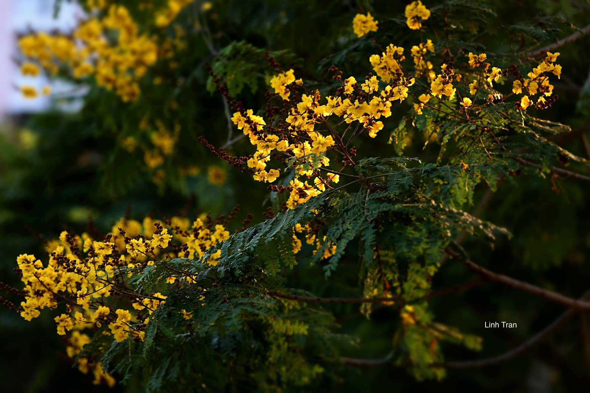 Hoa diep vang Sai Gon anh 10