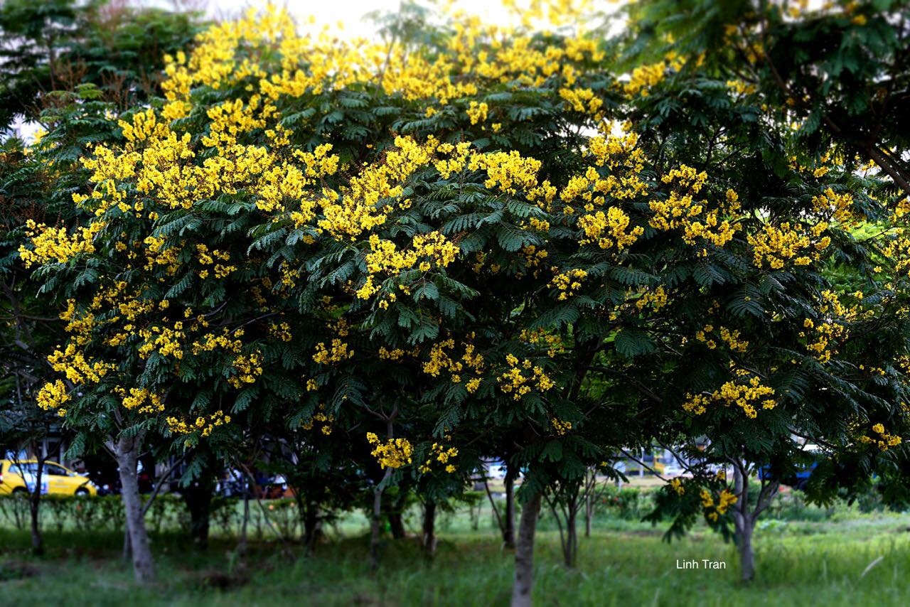 Hoa diep vang Sai Gon anh 11