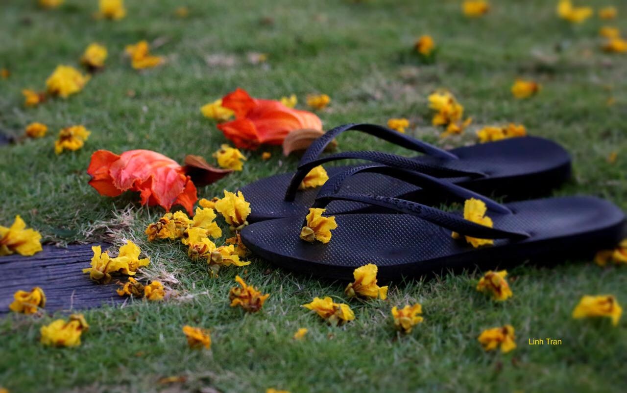 Hoa diep vang Sai Gon anh 12