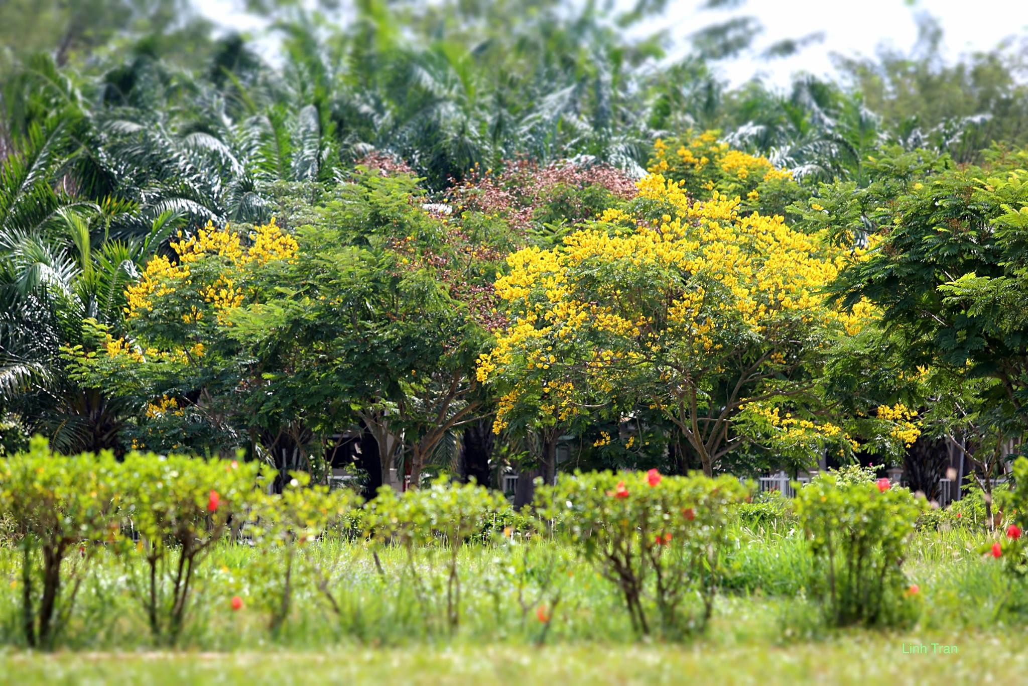 Hoa diep vang Sai Gon anh 2